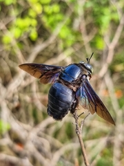 Xylocopa latipes