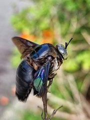 Xylocopa latipes