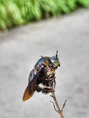 Xylocopa latipes