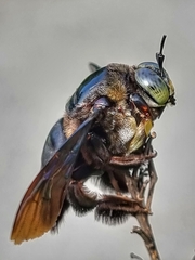 Xylocopa latipes