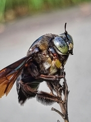 Xylocopa latipes