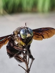 Xylocopa latipes