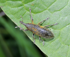 Lixus bardanae