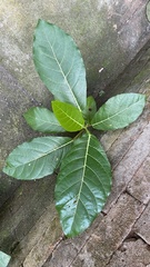 Ficus septica