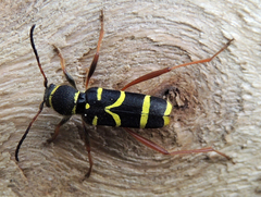 Clytus arietis