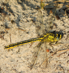 Gomphus pulchellus