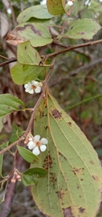 Spiraea prunifolia pseudoprunifolia