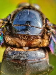 Xylocopa latipes
