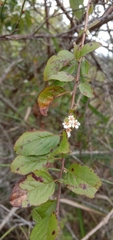Spiraea prunifolia pseudoprunifolia