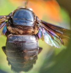 Xylocopa latipes