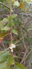 Spiraea prunifolia pseudoprunifolia