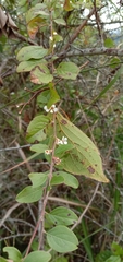 Spiraea prunifolia pseudoprunifolia