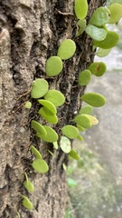 Pyrrosia