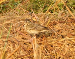 Anthus trivialis