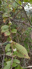 Spiraea prunifolia pseudoprunifolia