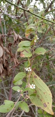 Spiraea prunifolia pseudoprunifolia