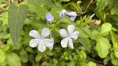 Plumbago