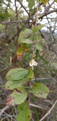 Spiraea prunifolia pseudoprunifolia