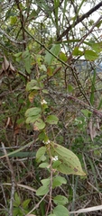 Spiraea prunifolia pseudoprunifolia