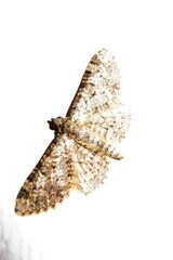 Eupithecia vulgata