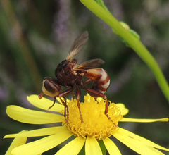 Sicus ferrugineus