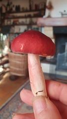 Russula sanguinea