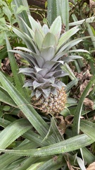 Ananas comosus