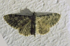 Eupithecia vulgata