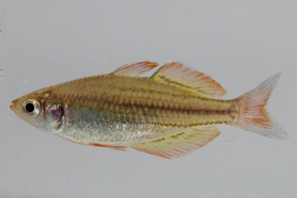 Dwarf rainbowfish (Melanotaenia maccullochi) — Melanotaeniidae