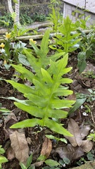 Microsorum scolopendria