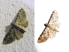 Eupithecia vulgata