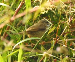 Acrocephalus agricola