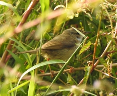 Acrocephalus agricola