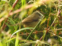 Acrocephalus agricola