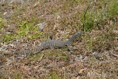 Varanus gouldii