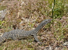 Varanus gouldii