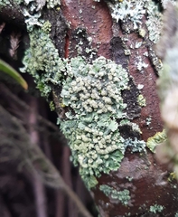 Punctelia caseana