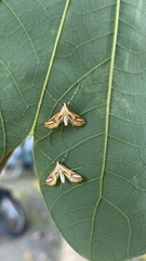 Eoophyla