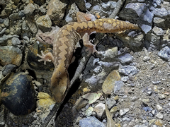 Diplodactylus vittatus