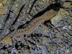 Diplodactylus vittatus
