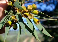 Eucalyptus conveniens