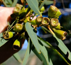 Eucalyptus conveniens