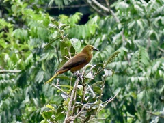 Psarocolius angustifrons