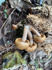Armillaria gallica
