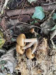 Armillaria gallica