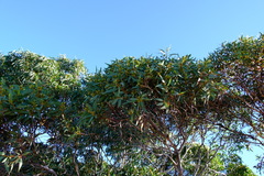 Eucalyptus conveniens