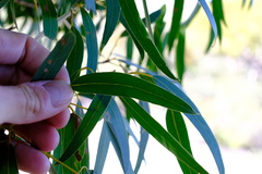 Eucalyptus lateritica