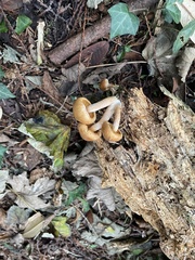 Armillaria gallica