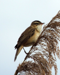 Acrocephalus schoenobaenus