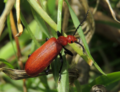 Pyrochroa serraticornis